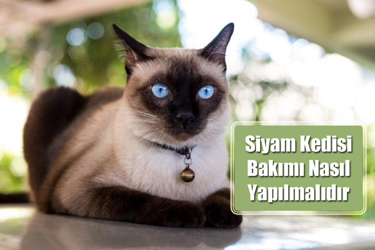 Siyam Kedisi Bakımı Nasıl Yapılmalıdır?