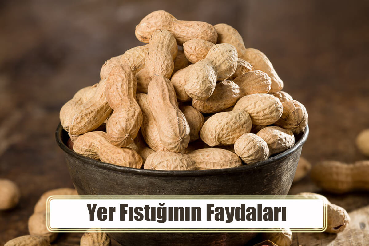 Yer Fıstığı Nedir? Yer Fıstığının Faydaları Nelerdir?