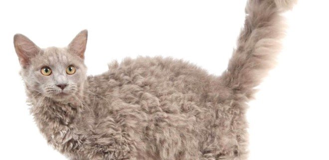LaPerm Kedisi Özellikleri - LaPerm Kedisi Kökenleri ve Tarihi