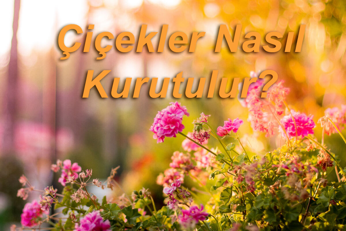 Çiçekler Nasıl Kurutulur?