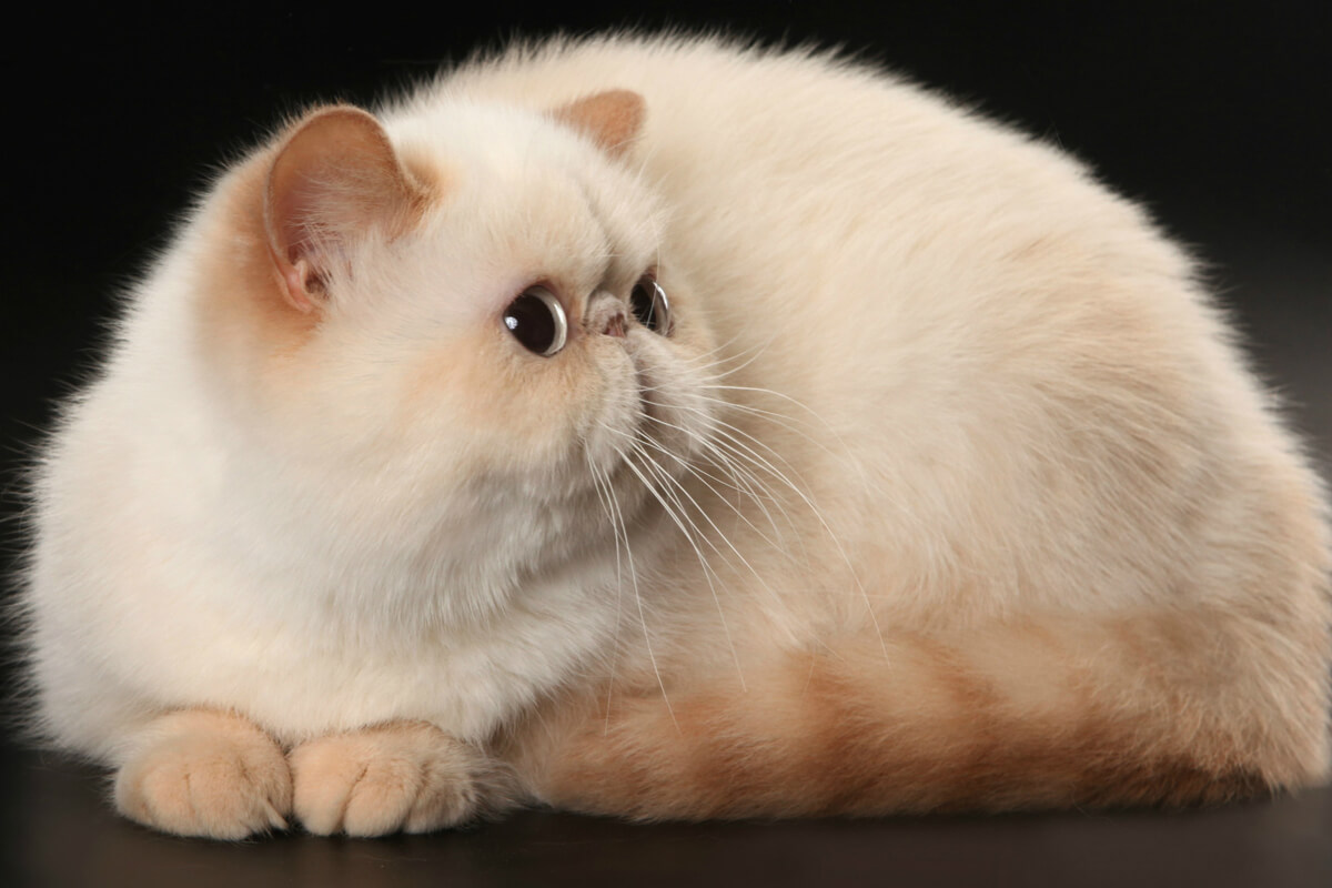 Exotic Shorthair Özellikleri ve Bakımı