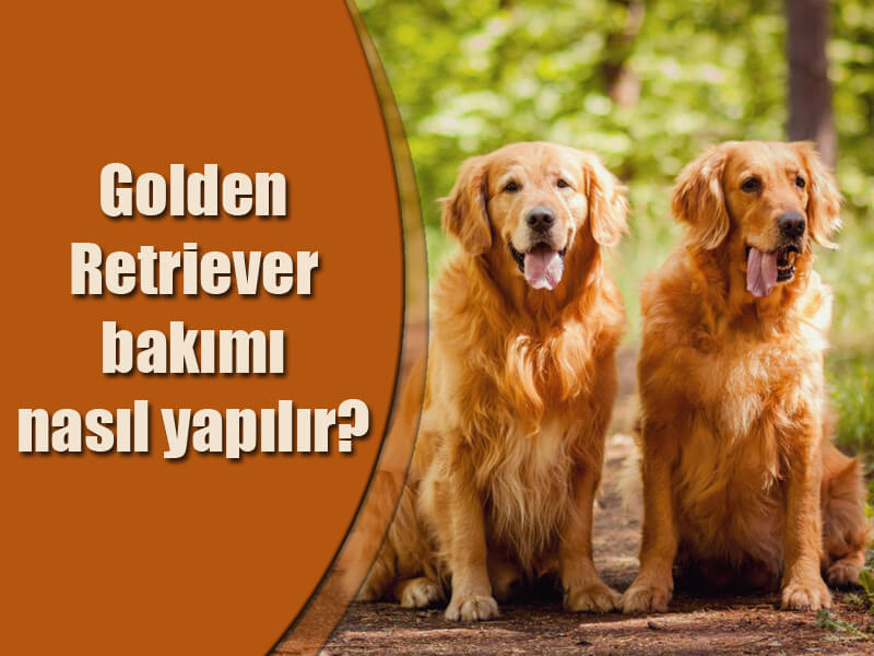 Golden Retriever bakımı nasıl yapılır?