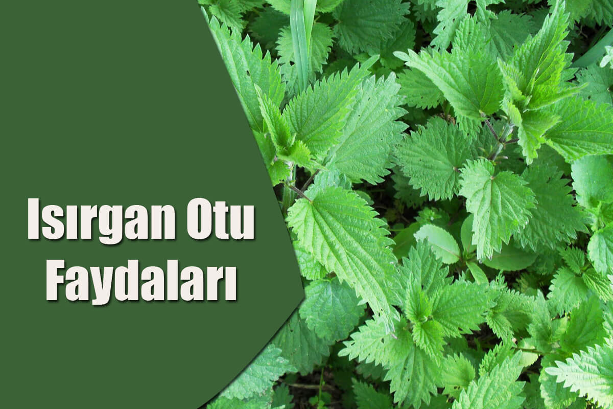 Isırgan Otu Tüketmek İçin 11 Neden! İşte Isırgan Otu Faydaları