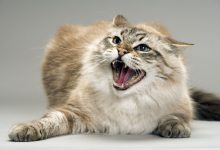 Kedi Nasıl Sakinleştirilir? Sinirli Bir Kediye Nasıl Yaklaşılır?