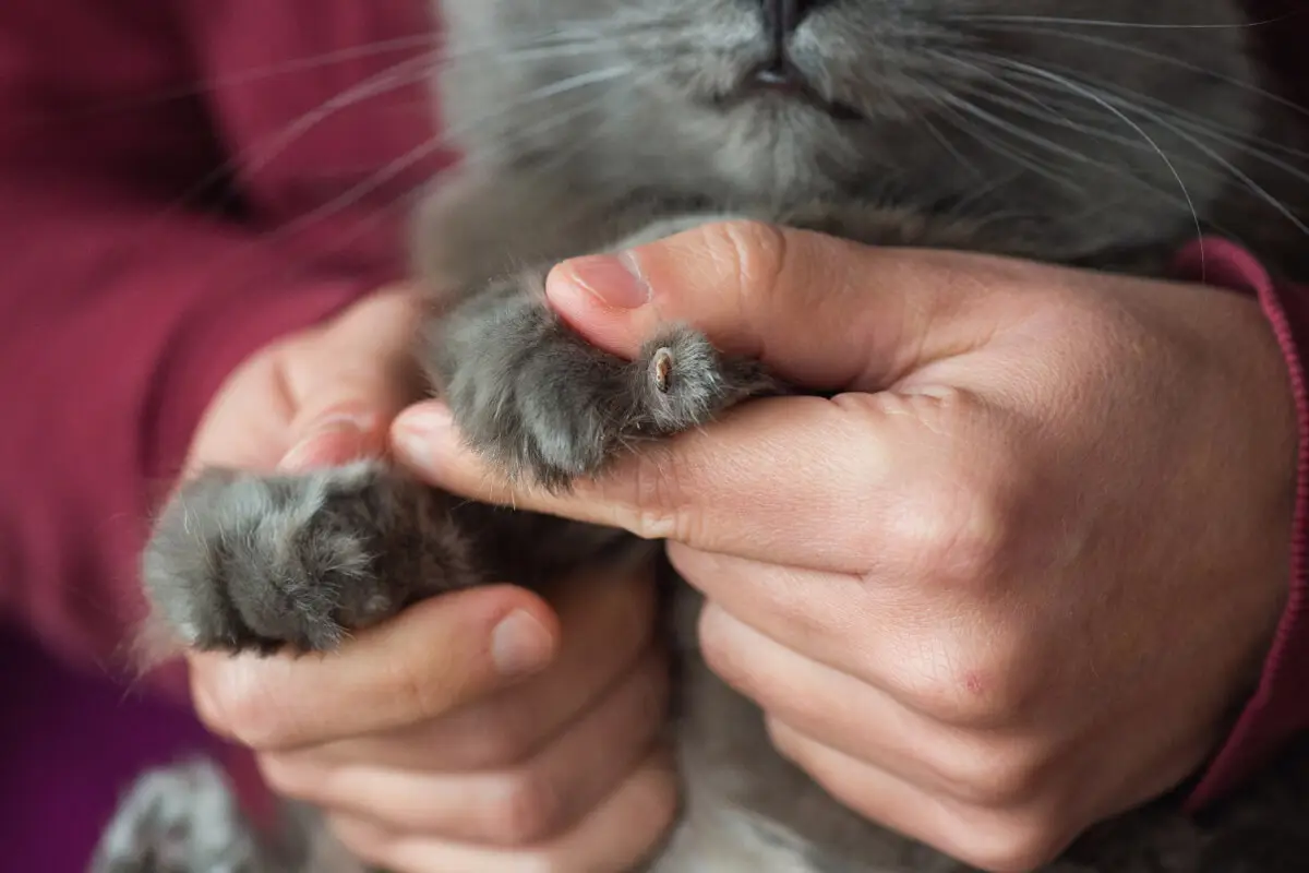 Kedi Tırnak Hastalıkları