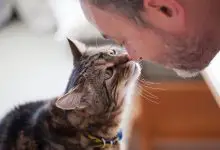 Kediler Neden Kokar? Kedilerin Ağzı Neden Kokar?