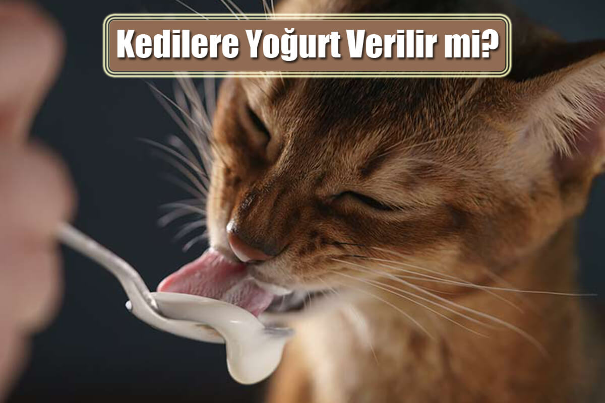 Kedi Yoğurt Yer Mi? Kedilere Yoğurt Verilir mi?