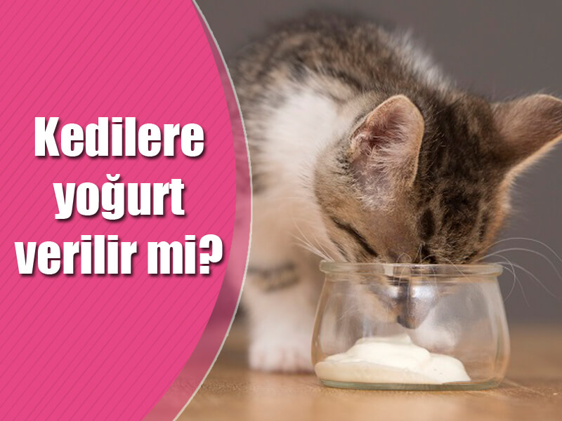 Kedilere yoğurt verilir mi?