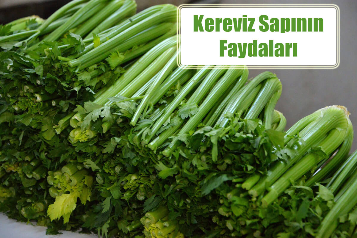 Kereviz Sapının Faydalarını Hiç Duydunuz Mu?