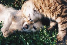 Köpekler Neden Kedileri Sevmez