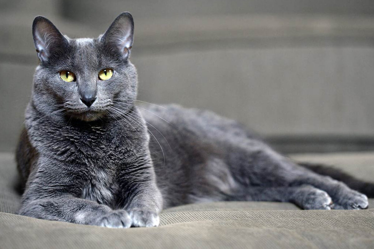 Korat Kedisi Özellikleri ve Bakımı