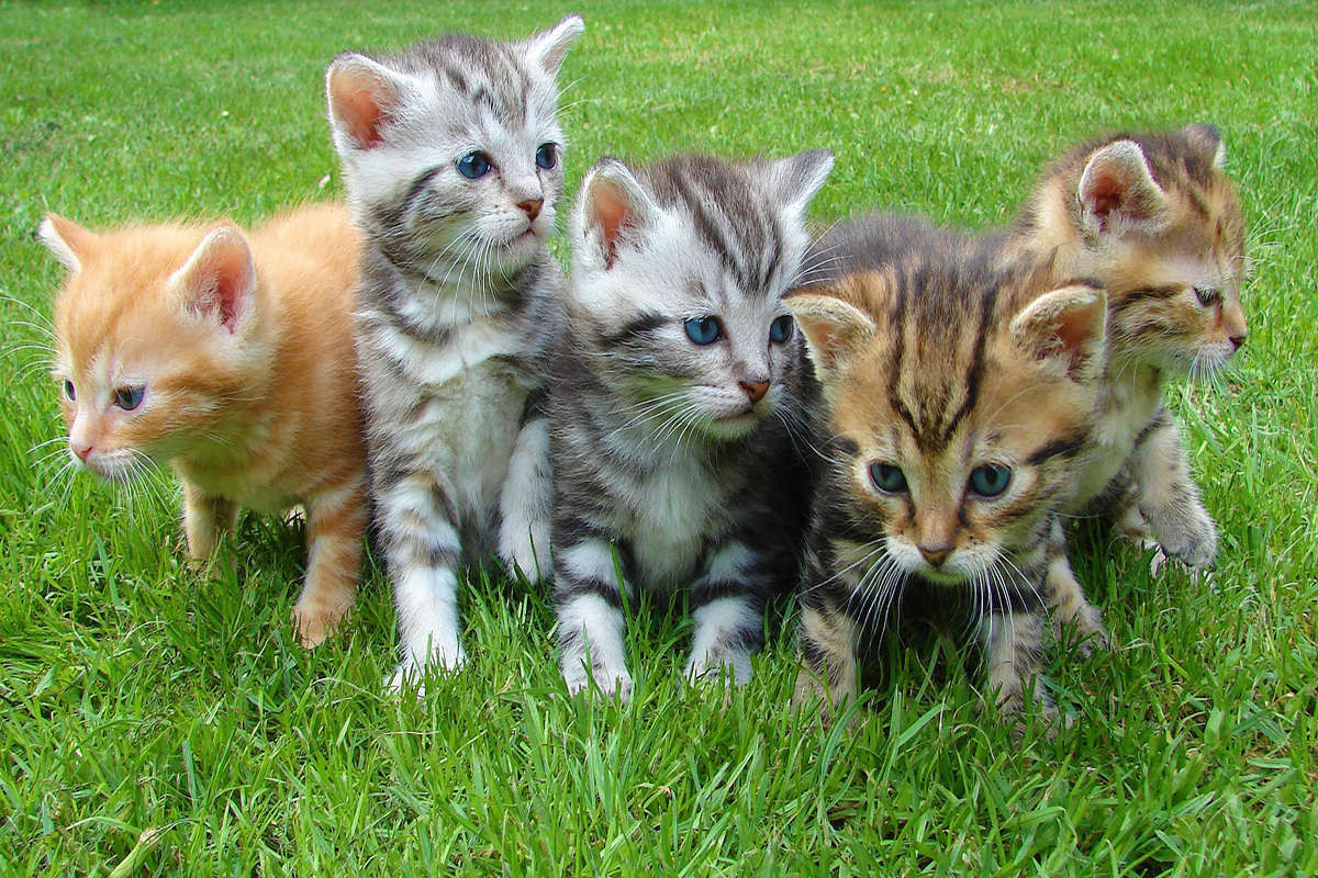 Annesi Olmayan Yavru Kedi Nasıl Beslenir