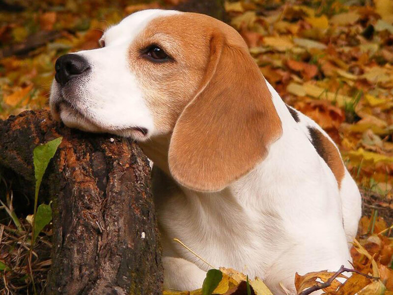 Beagle Görünümü ve Fiziksel Özellikleri