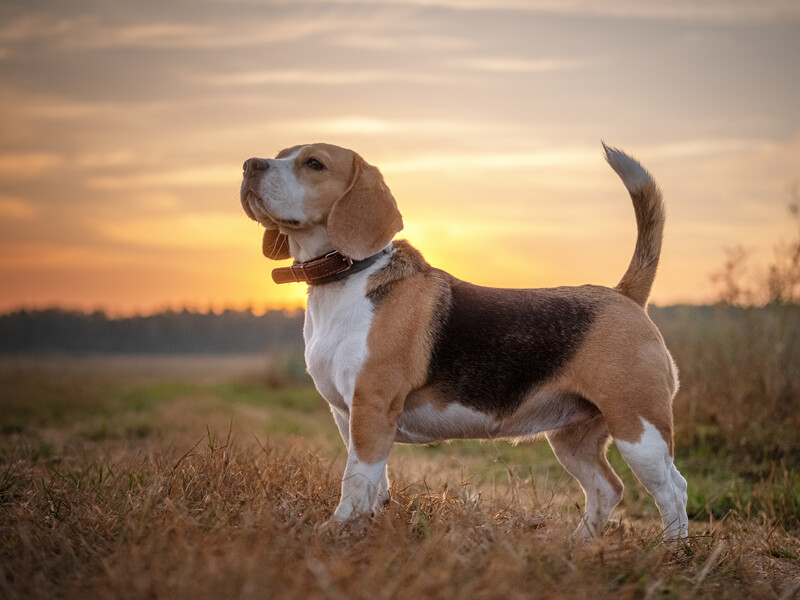 Beagle Özellikleri Nelerdir?