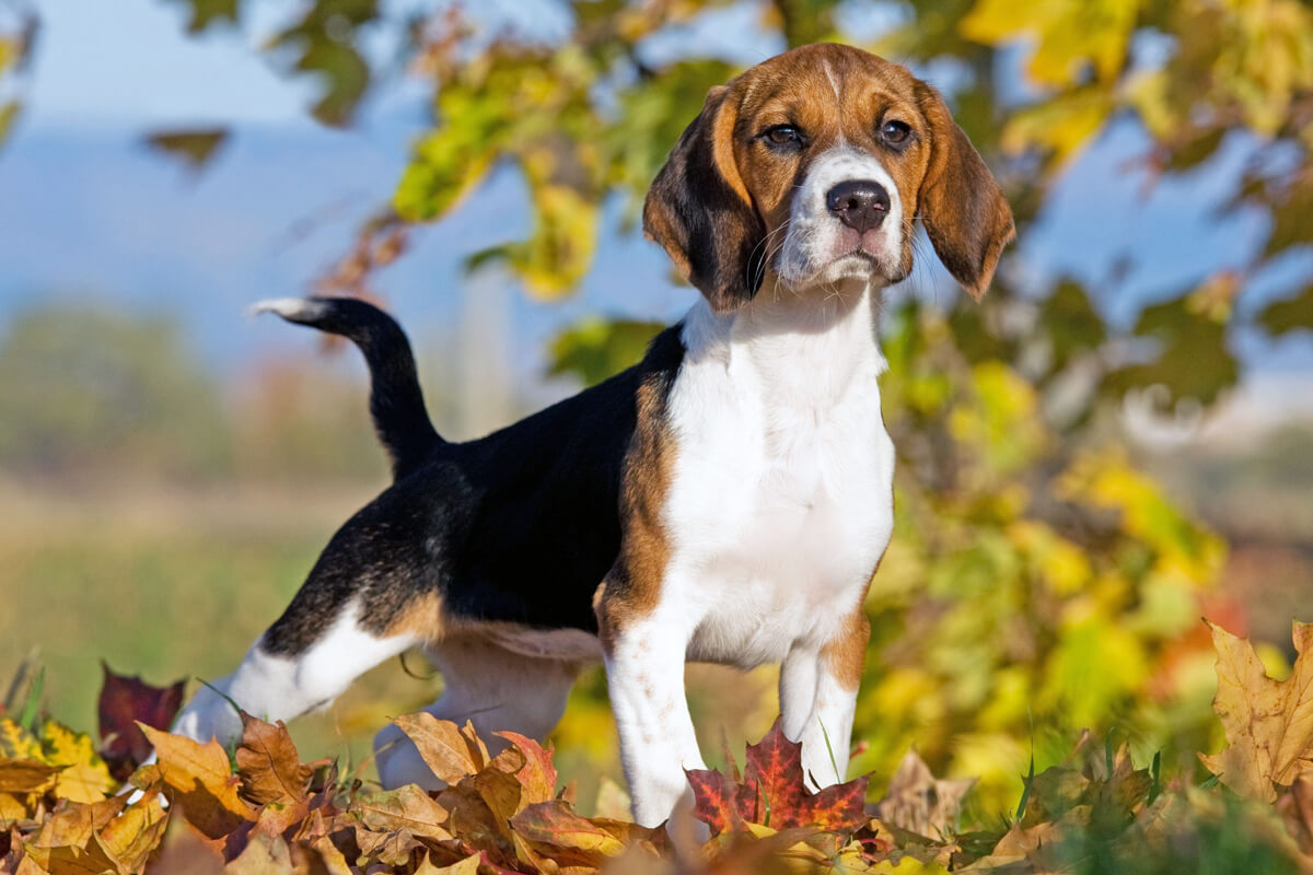 Beagle Özellikleri ve Bakımı