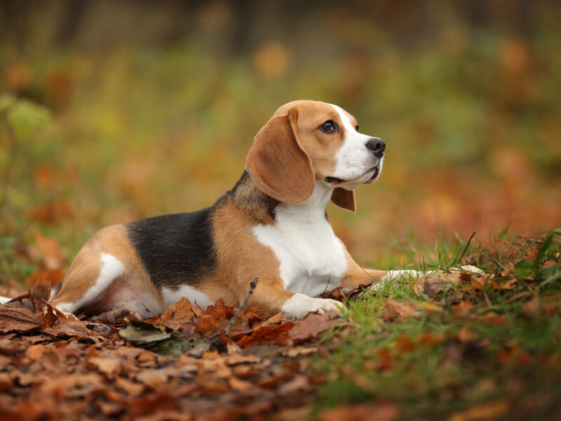 Beagle Tüy Bakımı Nasıl Yapılmalı?