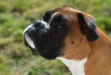 Boxer Köpeği Özellikleri ve Bakımı