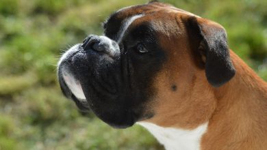 Boxer Köpeği Özellikleri ve Bakımı