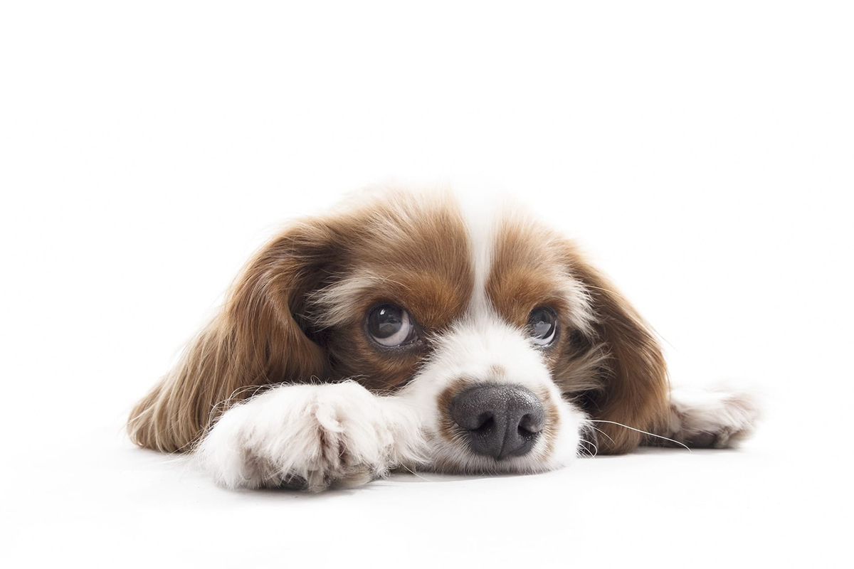 Cavalier King Charles Özellikleri ve Bakımı