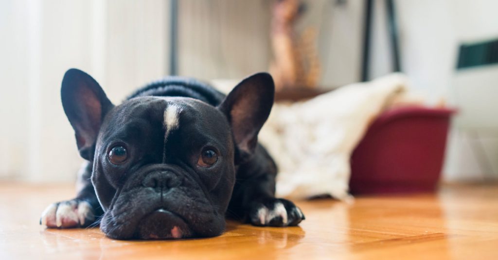 French Bulldoglarda Görülen Hastalıklar Nelerdir?