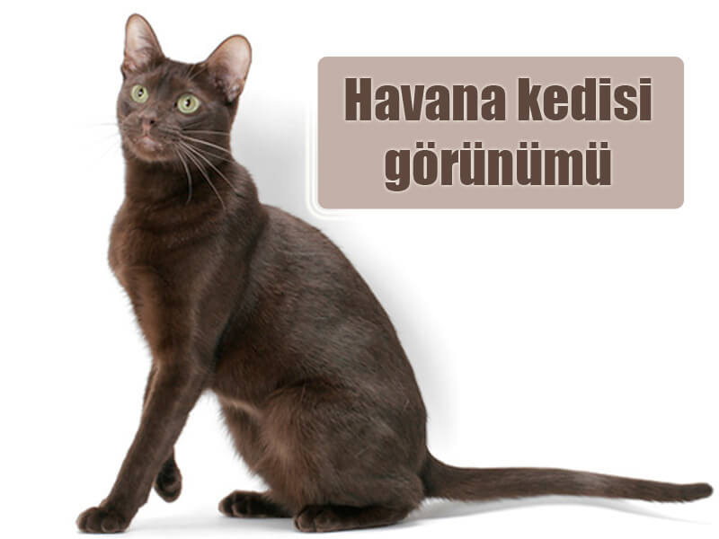 Havana kedisi görünümü 