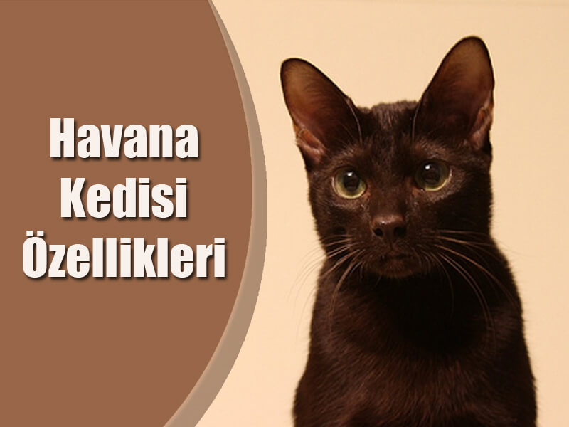 Havana kedisi ideal yaşam alanı ve yaşam tarzı