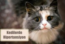 Kedilerde Hipertansiyon Nedenleri, Belirtileri ve Tedavisi