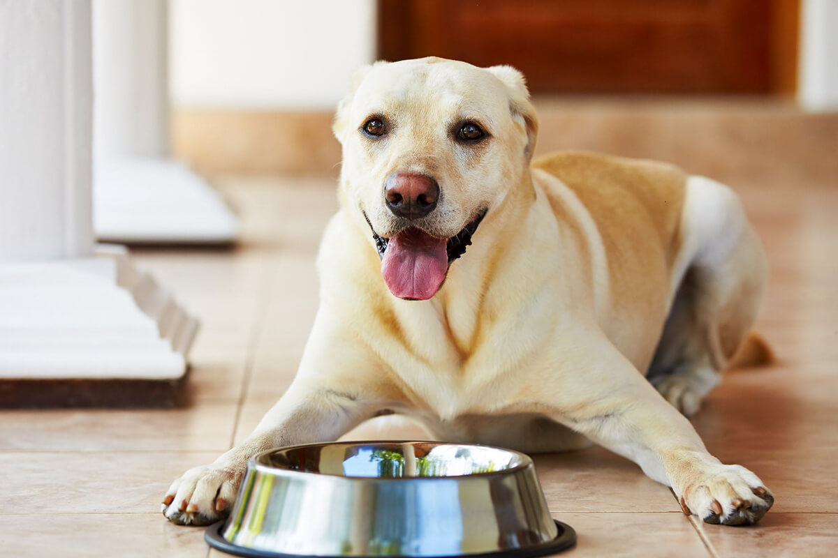 Köpekler İçin Proteinli Yiyecekler