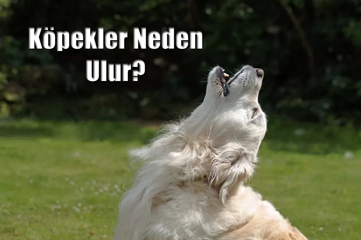 Köpekler Neden Ulur? Ezan Okunurken Köpekler Neden Ulur?