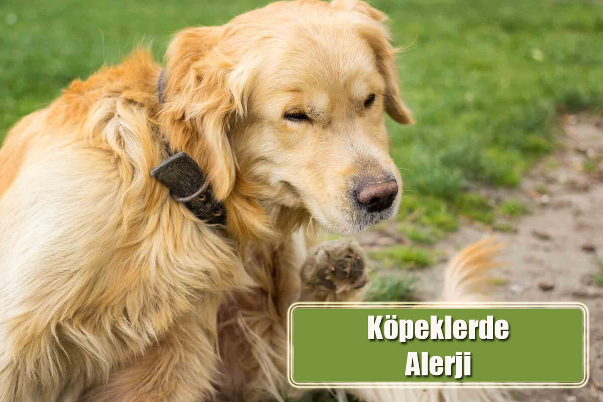 Köpeklerde Alerji Nedir? Köpeklerde Alerji Nedenleri ve Tedavisi