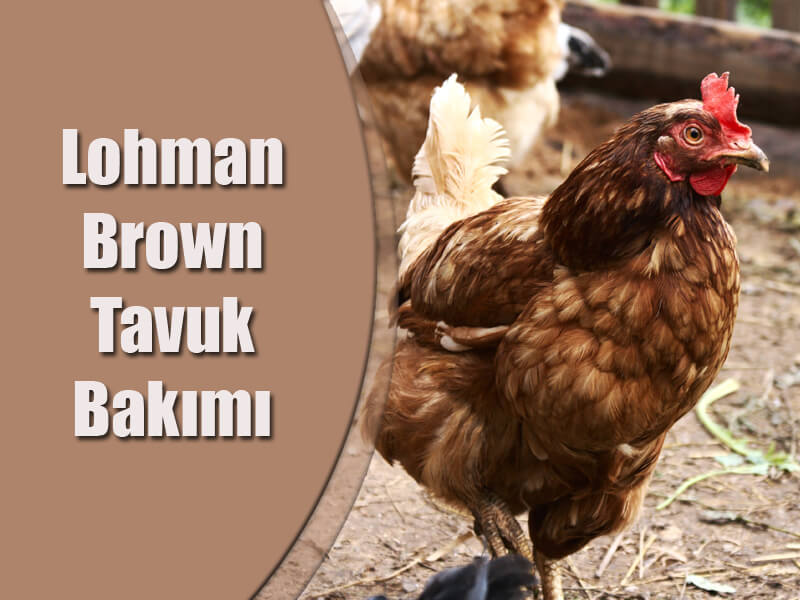 Lohman Brown Tavuk Bakımı