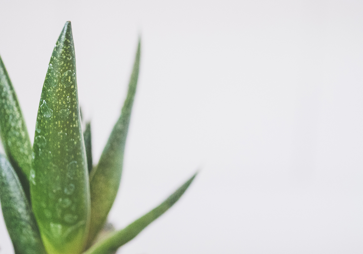 Mucizeler Yaratan Aloe Vera Suyu Faydaları