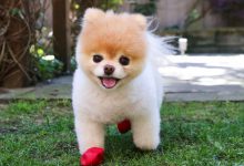 Sevimlimi Sevimli Pomeranian Boo Özellikleri ve Bakımı