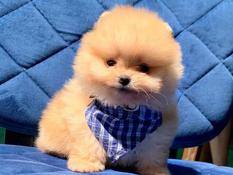 Pomeranian Boo Eğitimi