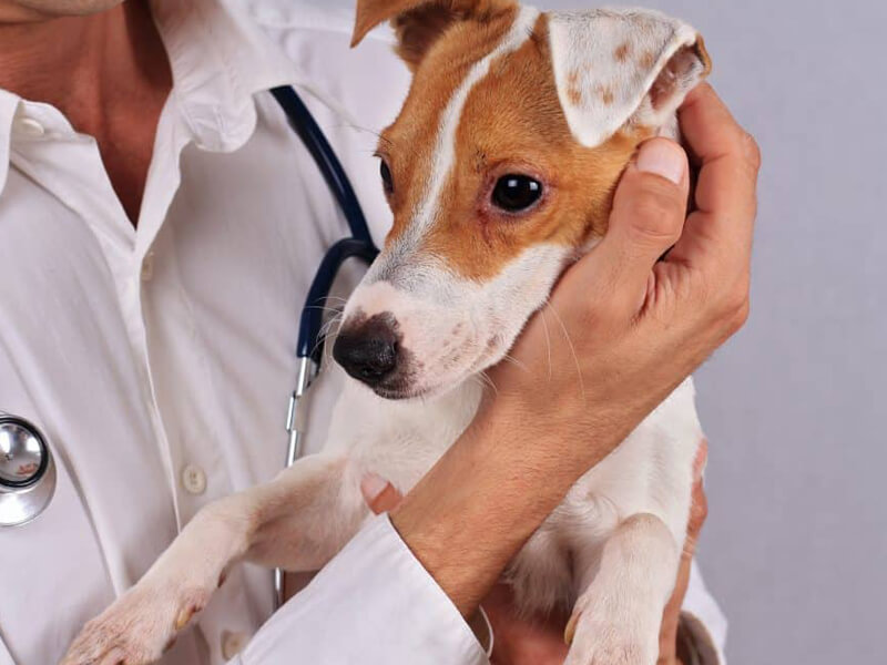 Köpeklerde Alerji Tedavisi Nasıl Yapılır?