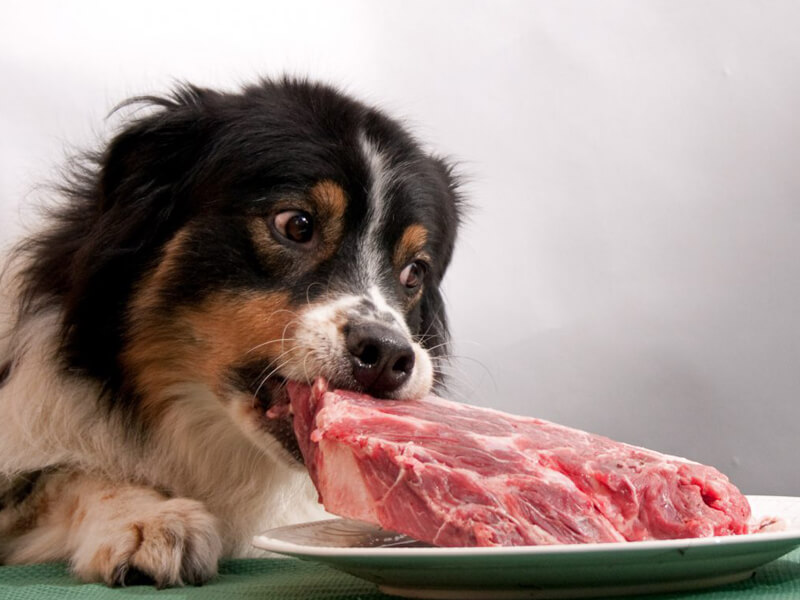 Köpeklerde fazla protein alımının etkileri