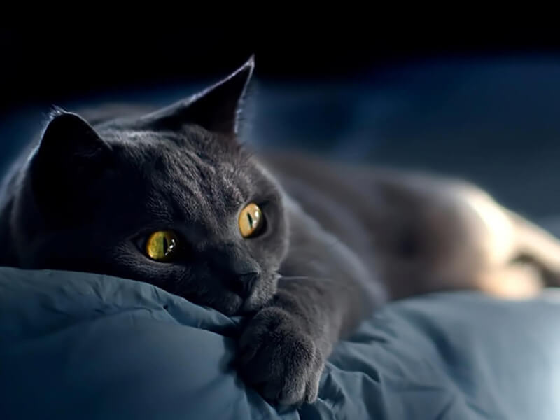 Kediler gece nasıl uyur?