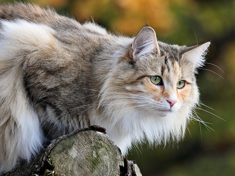 Norveç orman kedisi fiziksel özellikleri