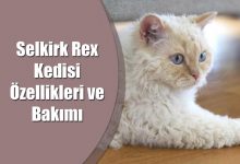 Selkirk Rex Kedisi Özellikleri ve Bakımı