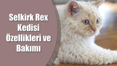 Selkirk Rex Kedisi Özellikleri ve Bakımı