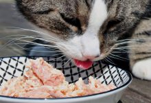 Kedilere Çiğ Tavuk Verilir mi? Faydaları ve Riskleri Nelerdir?