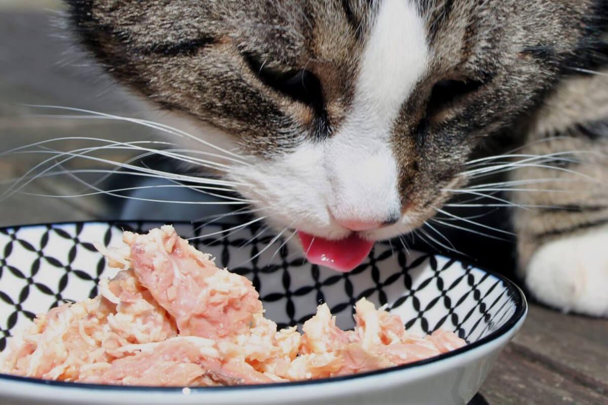 Kedilere Çiğ Tavuk Verilir mi? Faydaları ve Riskleri Nelerdir?
