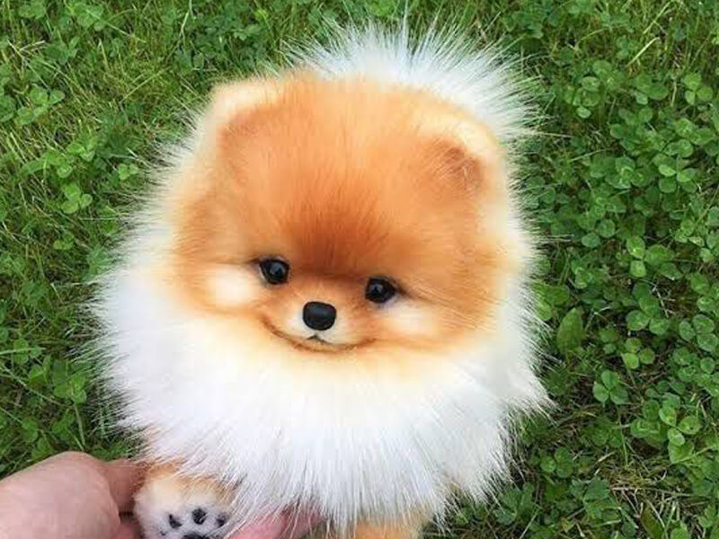 Pomeranian Boo Köpekleri Fiyatı Ne Kadar?