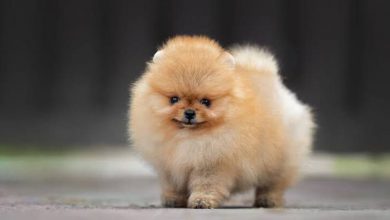 Pomeranian Boo Özellikleri ve Bakımı