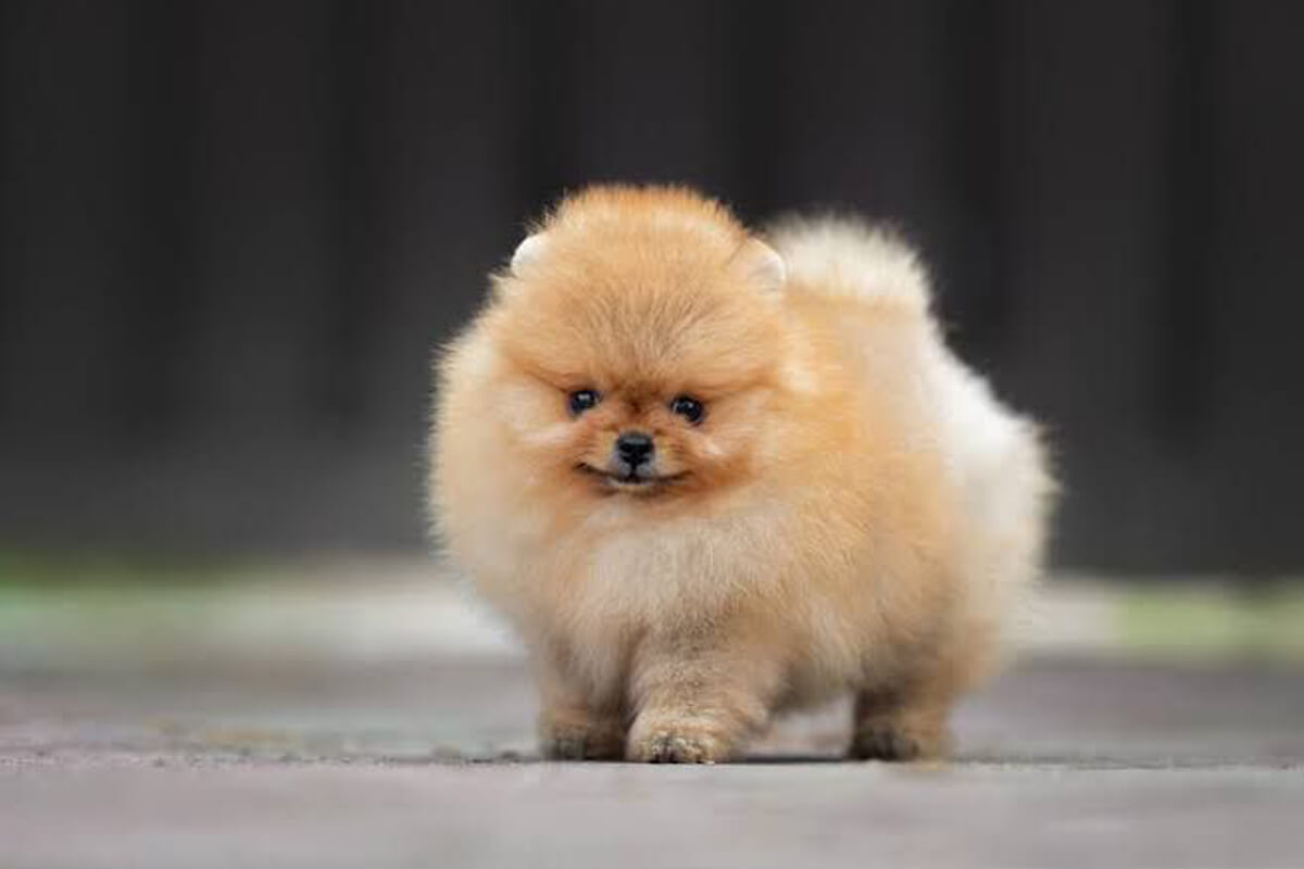 Pomeranian Boo Özellikleri ve Bakımı