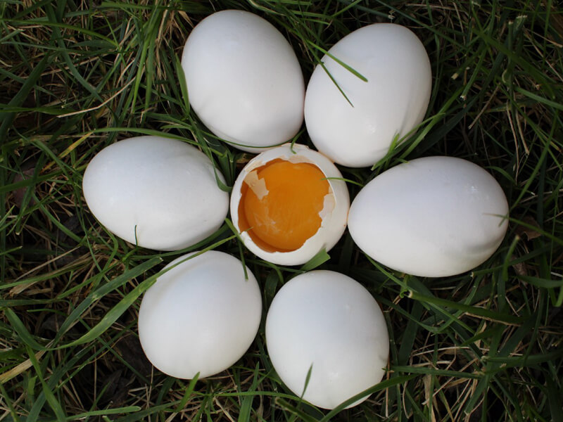 Serbest Gezen Tavuk Yumurtası ve Kafes Tavuğu Yumurtası