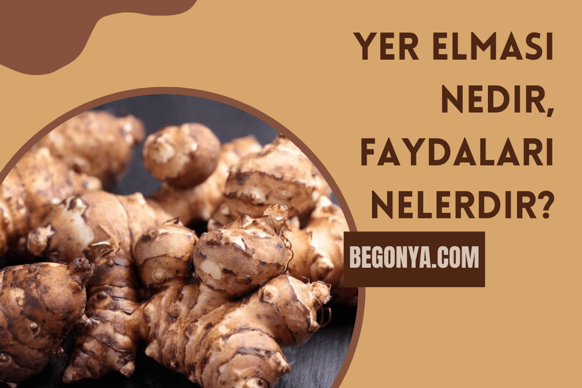 Yer Elması Nedir, Faydaları Nelerdir? 2025 Yer Elması Nedir Yer Elması Nedir, Faydaları Nelerdir?