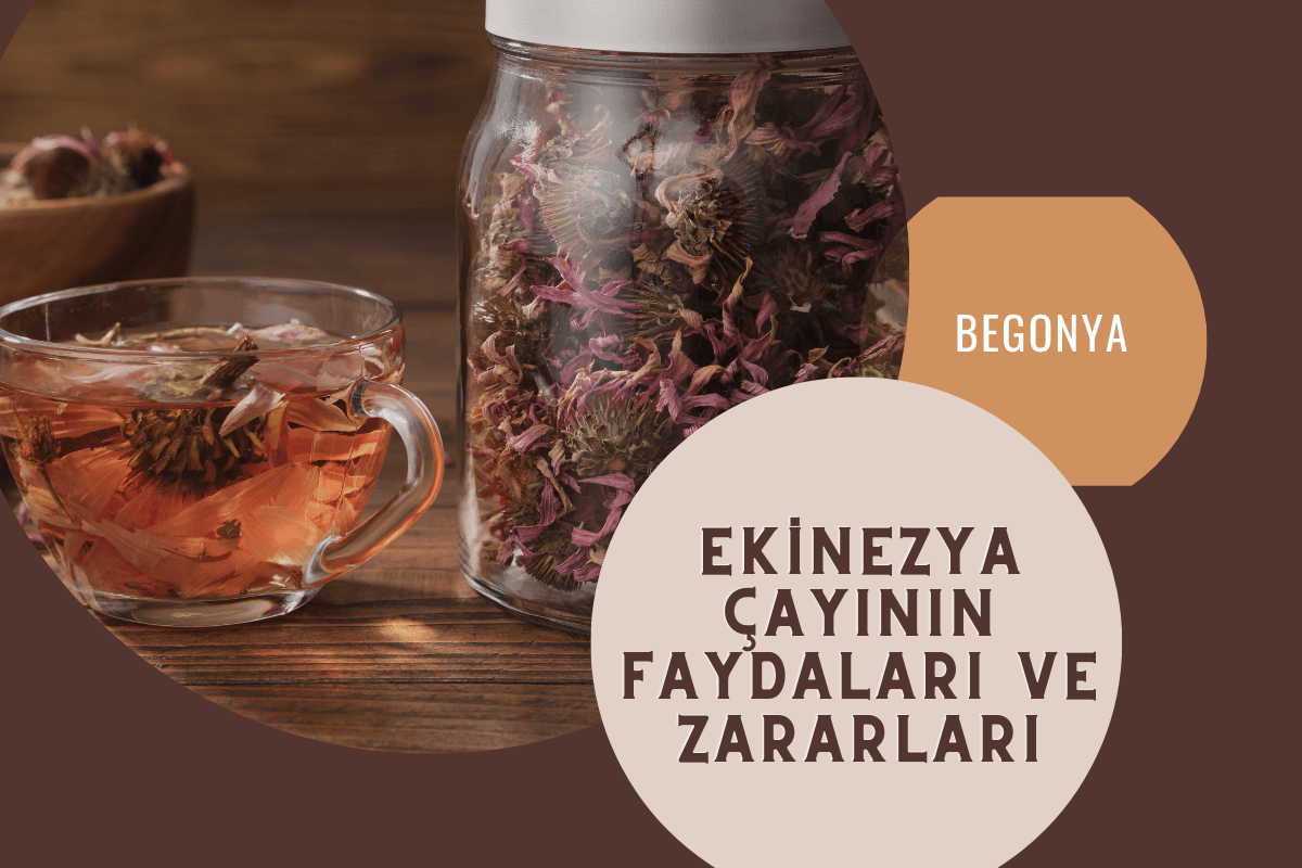 Ekinezya Çayının Faydaları ve Zararları Nelerdir?