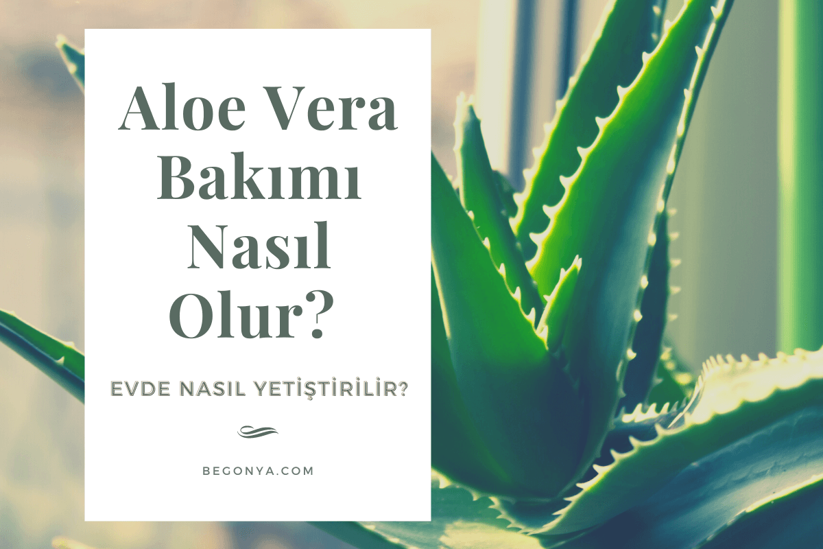 Aloe Vera Bakımı Nasıl Olur? Evde Nasıl Yetiştirilir?