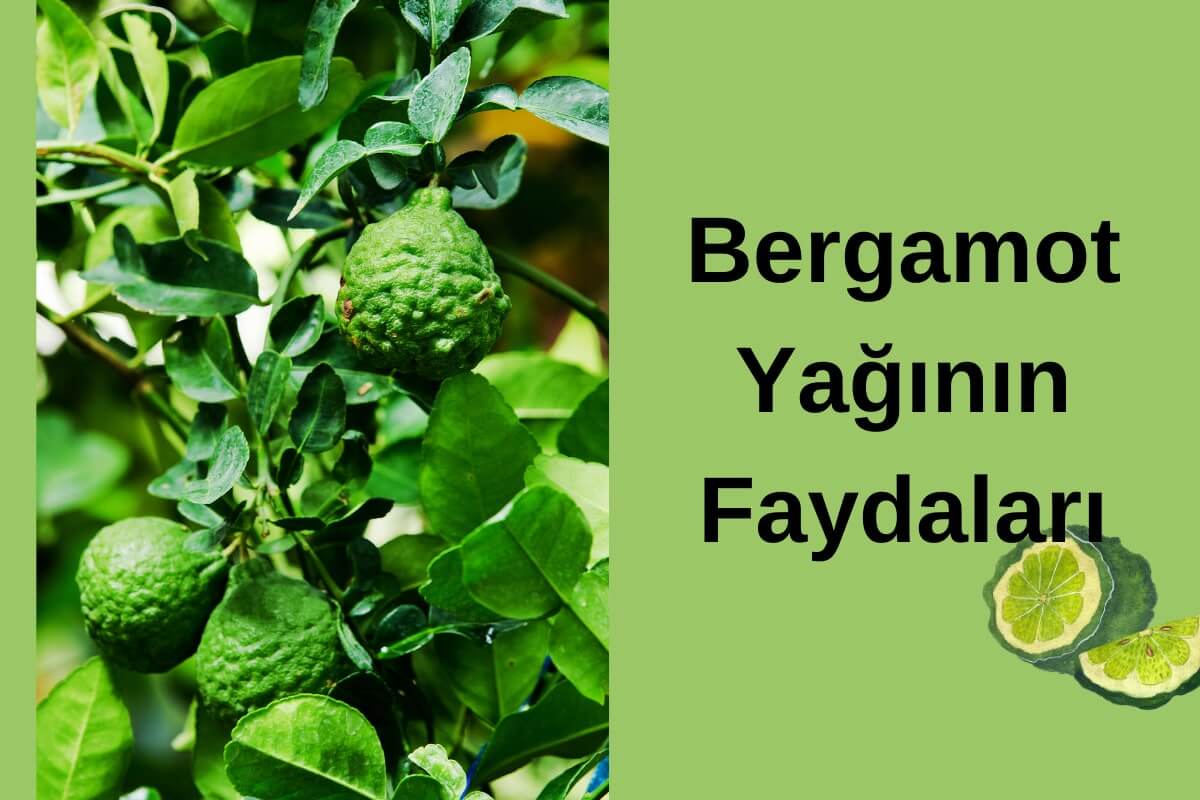 Bergamot Yağının Faydaları